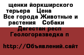 щенки йоркширского терьера › Цена ­ 20 000 - Все города Животные и растения » Собаки   . Дагестан респ.,Геологоразведка п.